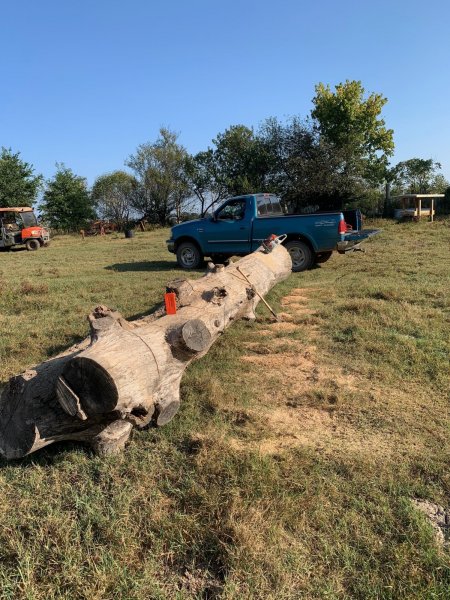 BIG PIN OAK TO CUT UP.jpg