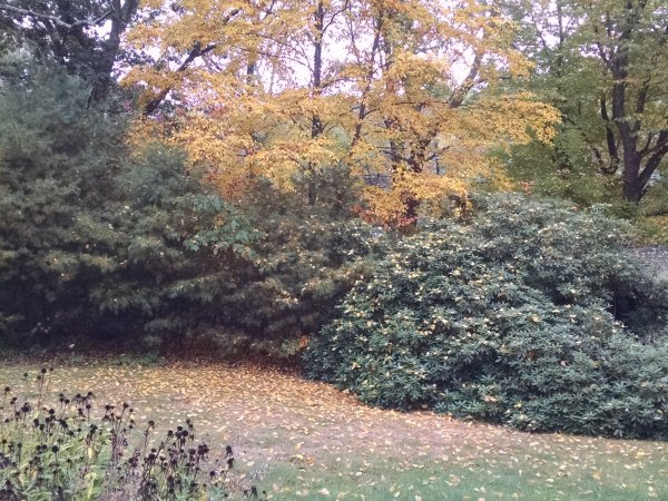 IMG_20200928_110555448.jpg