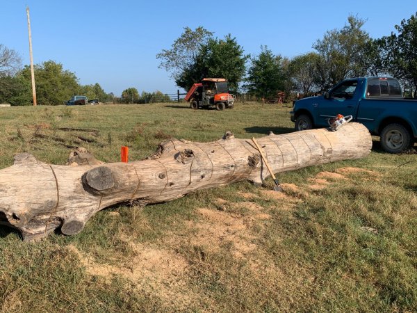 Big Pin Oak log.jpg