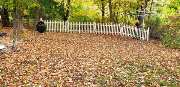 leaves in back yard 1.jpg