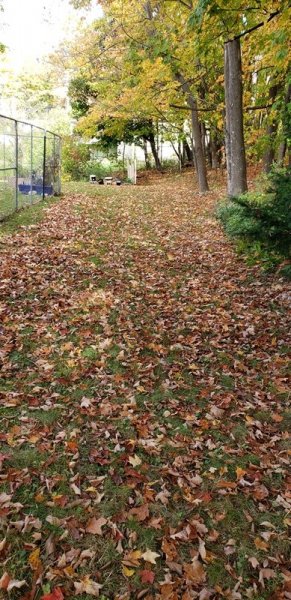 leaves in back yard 2.jpg