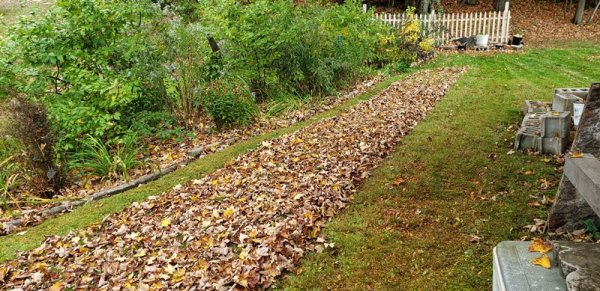 leaves in side yard.jpg