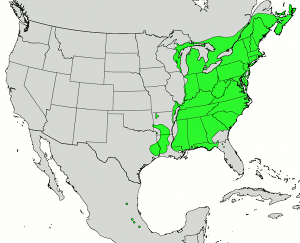 Fagus_grandifolia_map.png