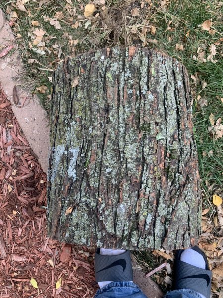 big leaf maple firewood