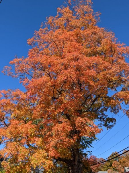 IMG_20201008_51647.jpg