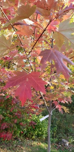 Autumn Blaze maple  leaves.jpg