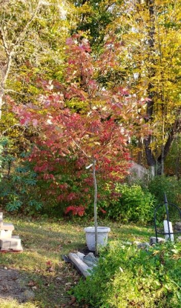 Autumn Blaze maple 2.jpg