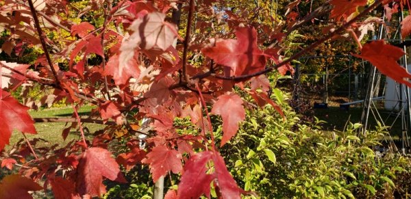 Burgundy Belle maple leaves.jpg