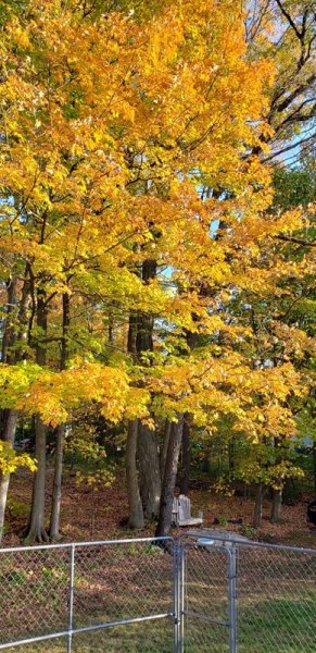 maples in back yard yellow and orange 1.jpg