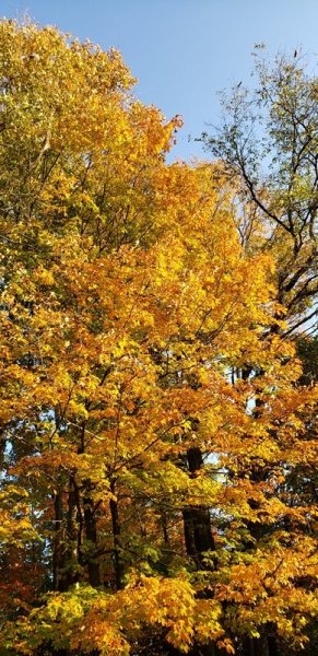 maples in back yard yellow and orange 2.jpg