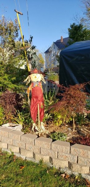 Scarecrow in roadside garden.jpg