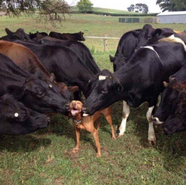 Happy dog with cows.jpg