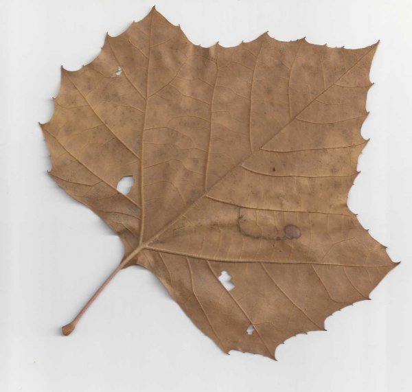 Leaf.jpg