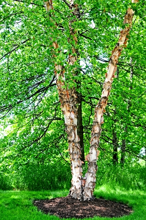 copperbirch2.jpg