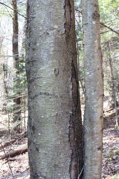 betula-lenta-bark--Kent-McFarland--cc-by-nc-2-0.jpg