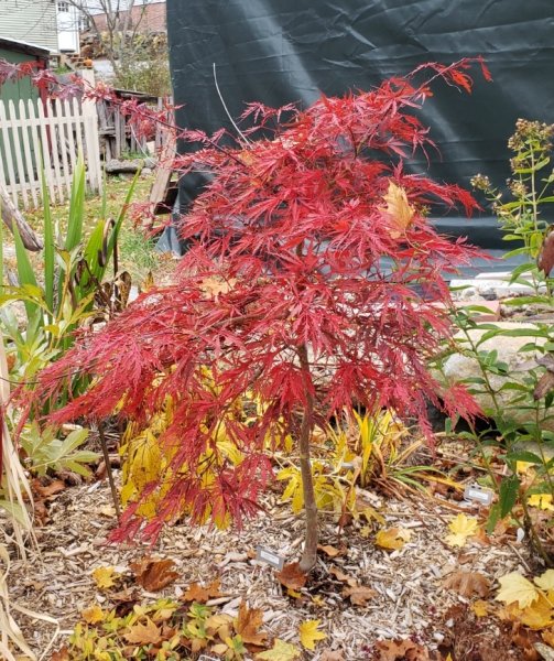 japanese maple 10-22-20-crop.jpg