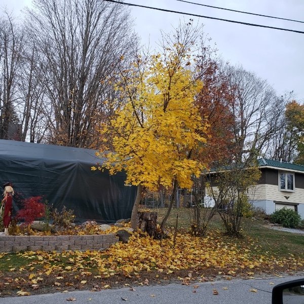 Maple at roadside garden - yellow.jpg