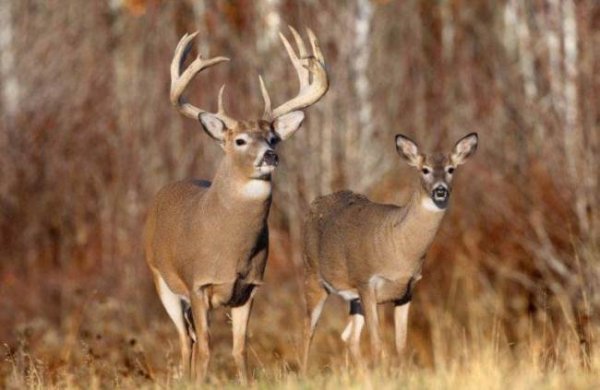 Male-and-female-deer.jpg