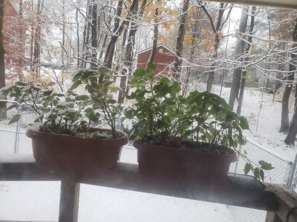 Geraniums in snow.jpg