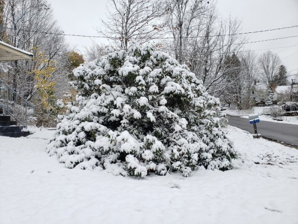 Rhododendron in snow.jpg