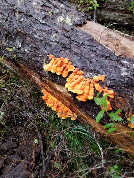 chickenofwoods.jpg