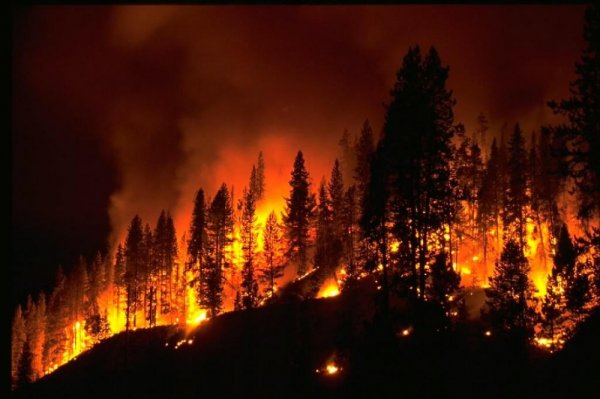 05_22_2013_forest-fire.jpg