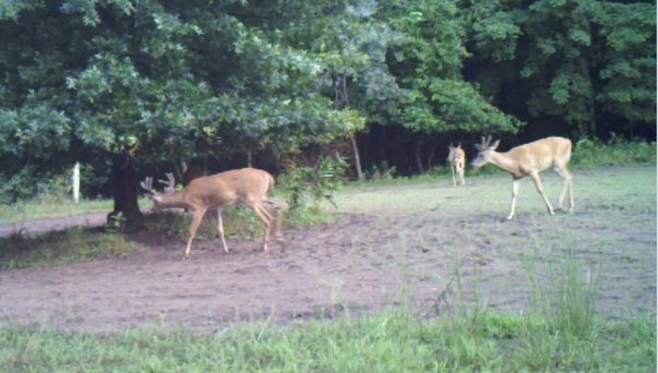 3 bucks 8-19a.jpg