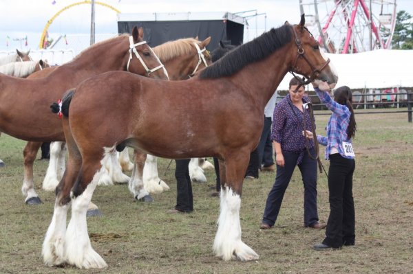 Renrew Fair 2014 006.JPG