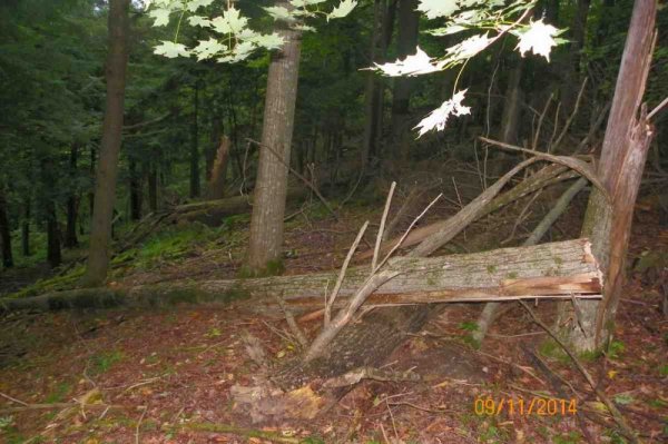 red maple firewood