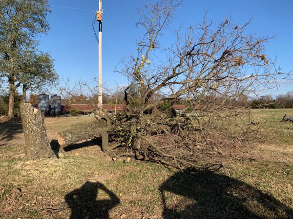 Persimmon Tree Felling 2.jpg