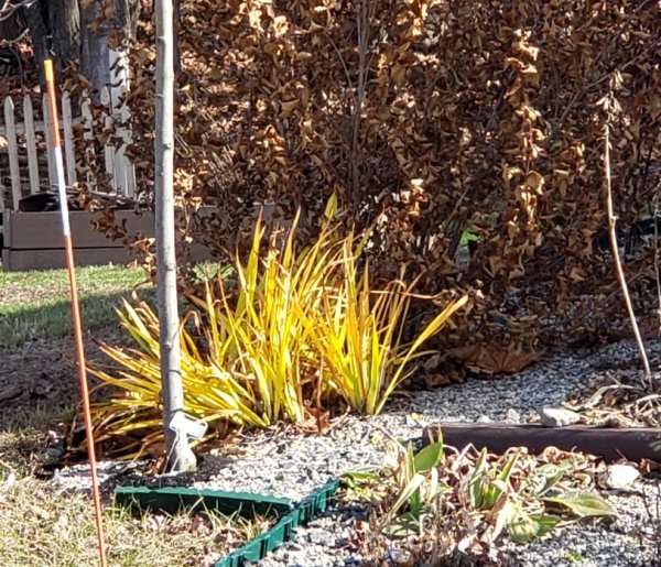 Japanese Iris leaves golden in sun.jpg