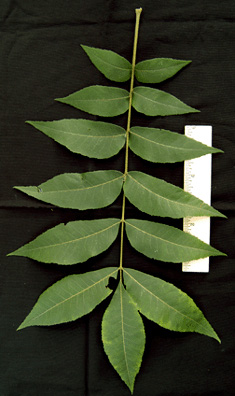 leaf1.jpg