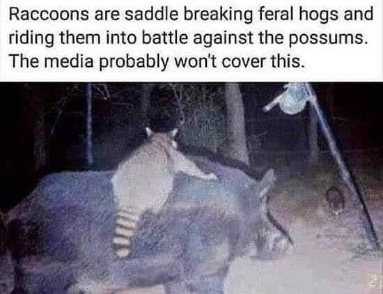 feral-hogs-and-riding-them-into-battle-against-the-possums-the-media-probably-wont-cover-this.jpeg