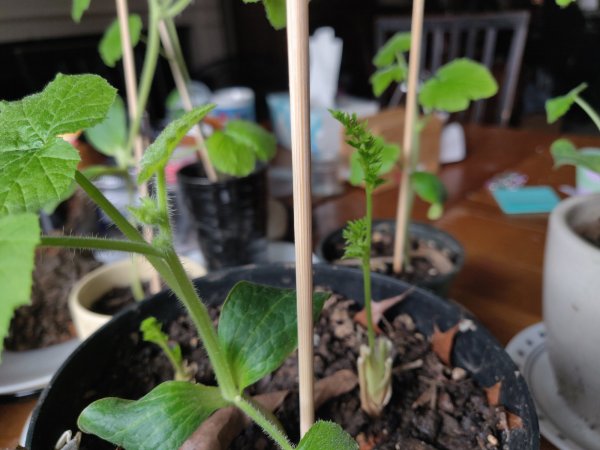 2020-11-23 11.11.34.jpg