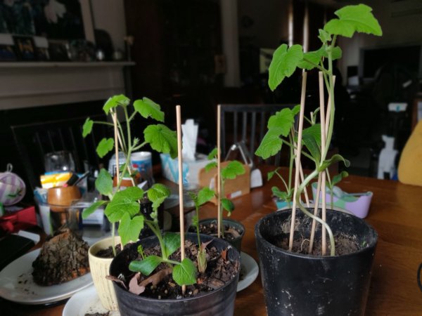 2020-11-23 11.11.49-1.jpg