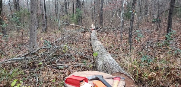 25in red oak hit by lightning, stump to top.jpg
