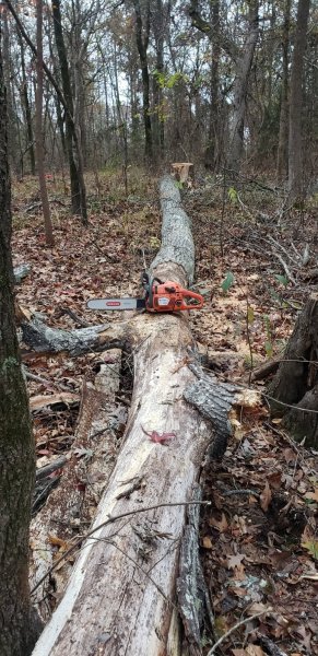25in red oak hit by lightning, top to stump.jpg