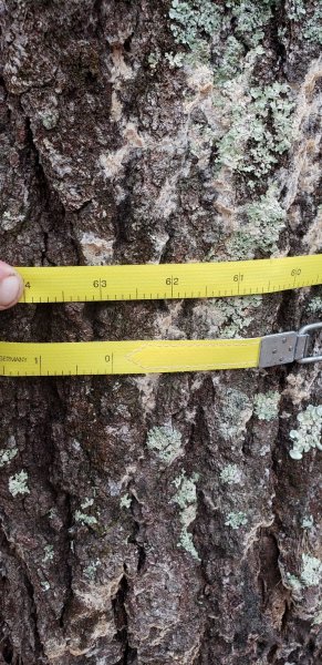 25in red oak hit by lightning, DBH measured.jpg