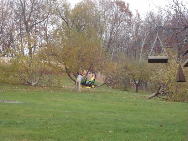 Cutting Apple Trees 110615 022.JPG