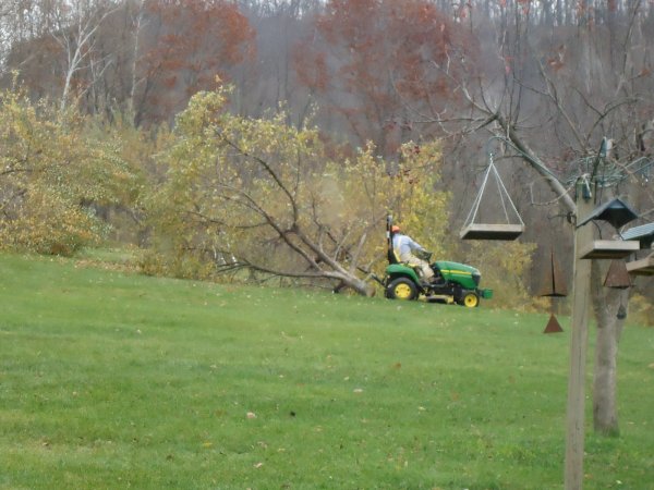 Cutting Apple Trees 110615 026.JPG