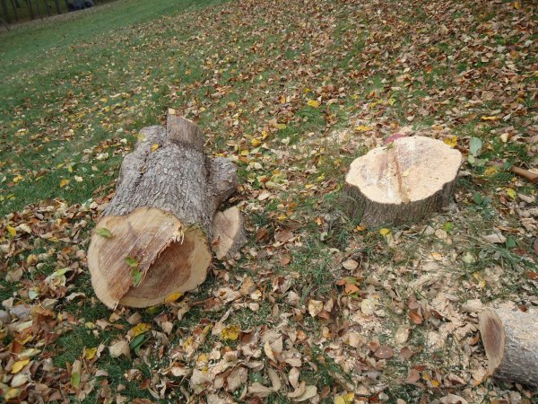 Cutting Apple Trees 110615 003.JPG