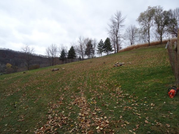 Cutting Apple Trees 110615 034.JPG