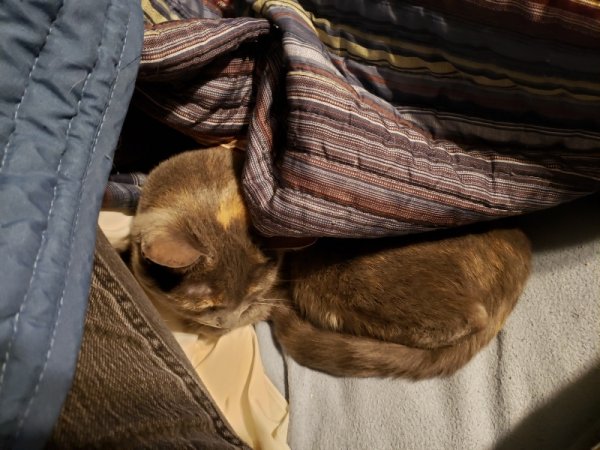 Spot under blanket.jpg