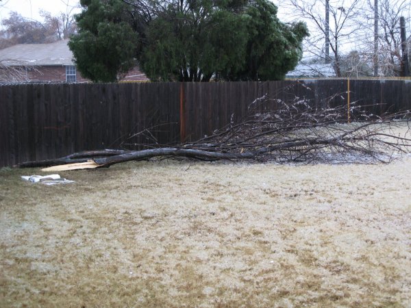 Copy of Fallen Limbs121107 (1).jpg