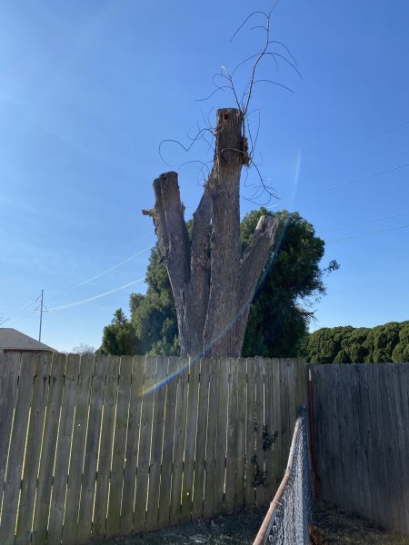 Barbozas Dead Tree 11182020.jpg.jpeg