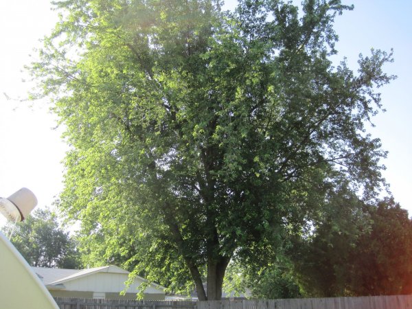 Tree before 06172010 (4).JPG