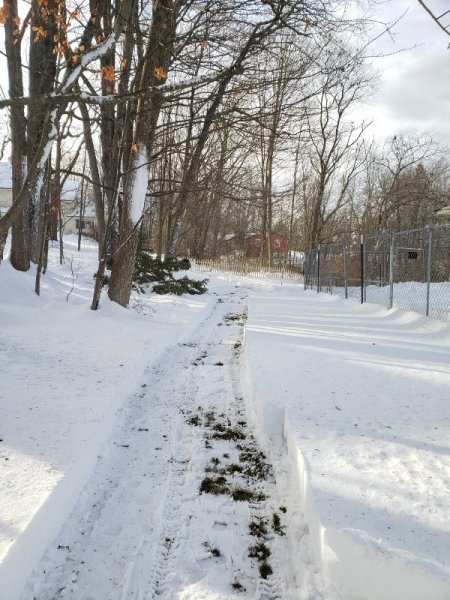 60 feet along back fence cleared.jpg