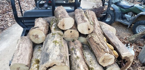 black locust OMBS2.jpg