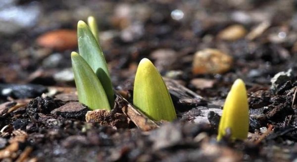 bulbs-sprouting-blog.jpg