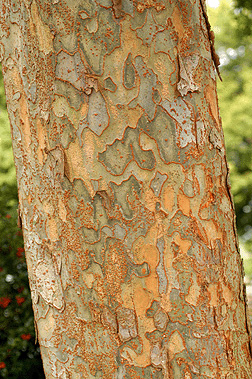chinese elm bark.jpg